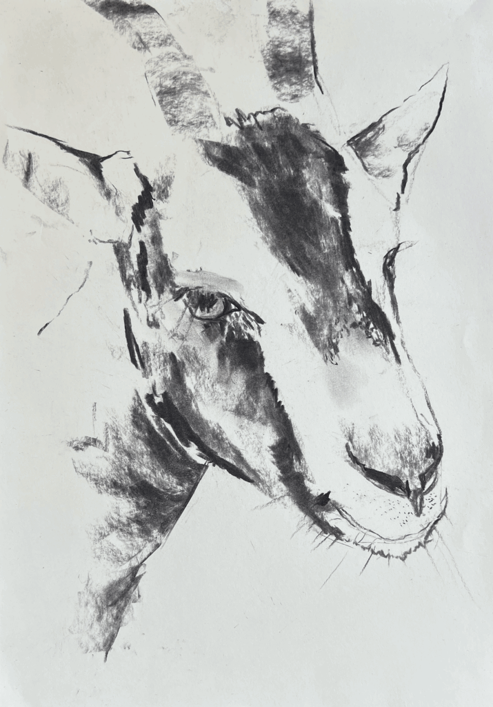 Zeichnung in Kohle, Kopf einer Ziege